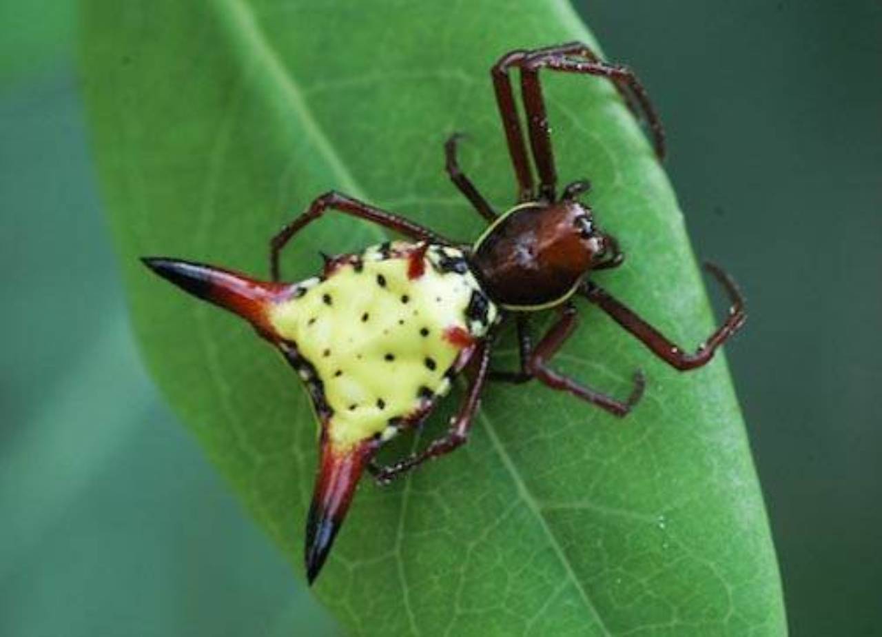 Spider  Carolina Wolf Spider – Tendrils